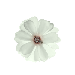 Blomster Rhvid / 12 stk.