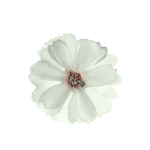 Blomster Rhvid / 12 stk.